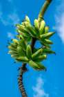 Bunch of bananas on tree Art Print